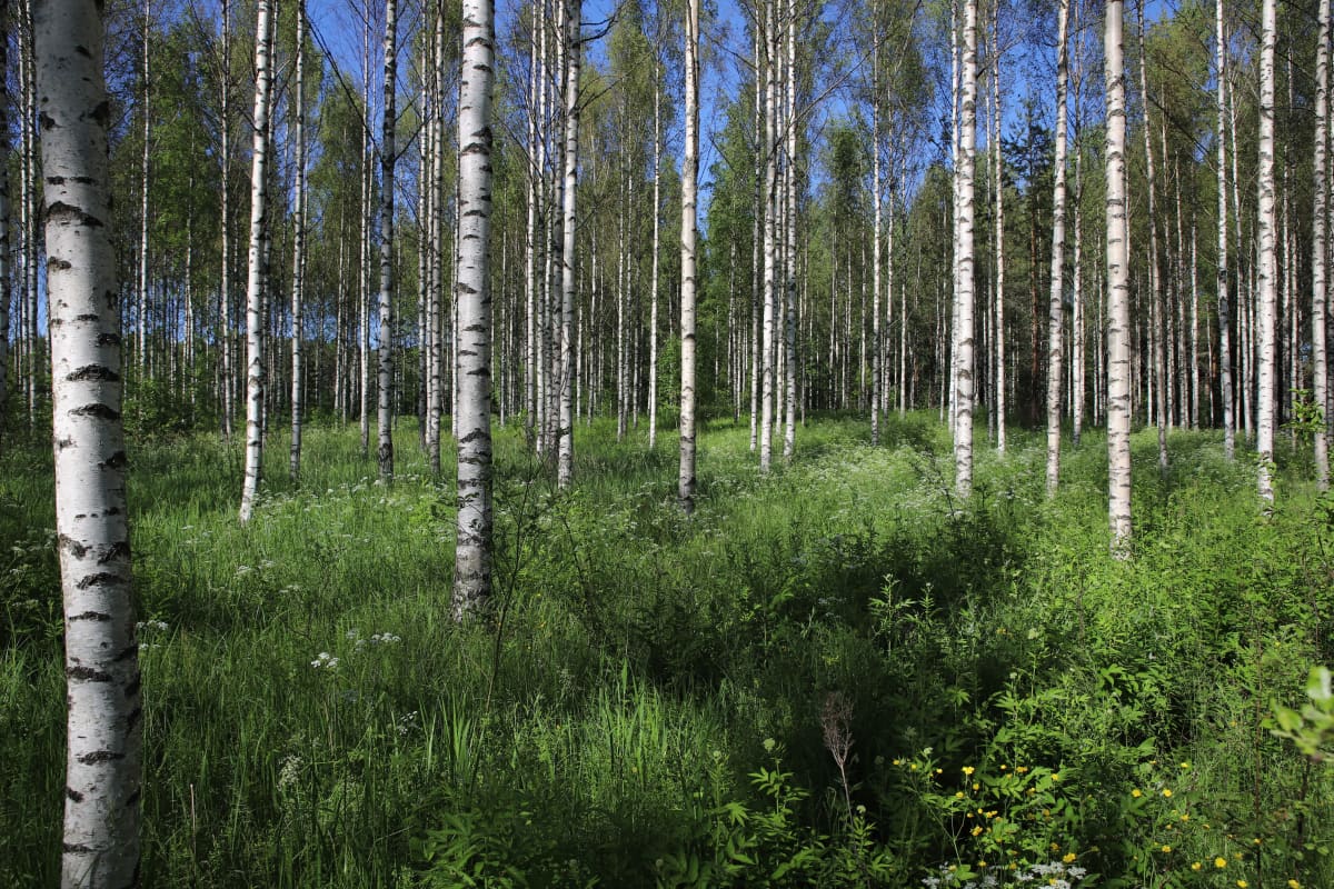 Koivumetsä Jaalassa.