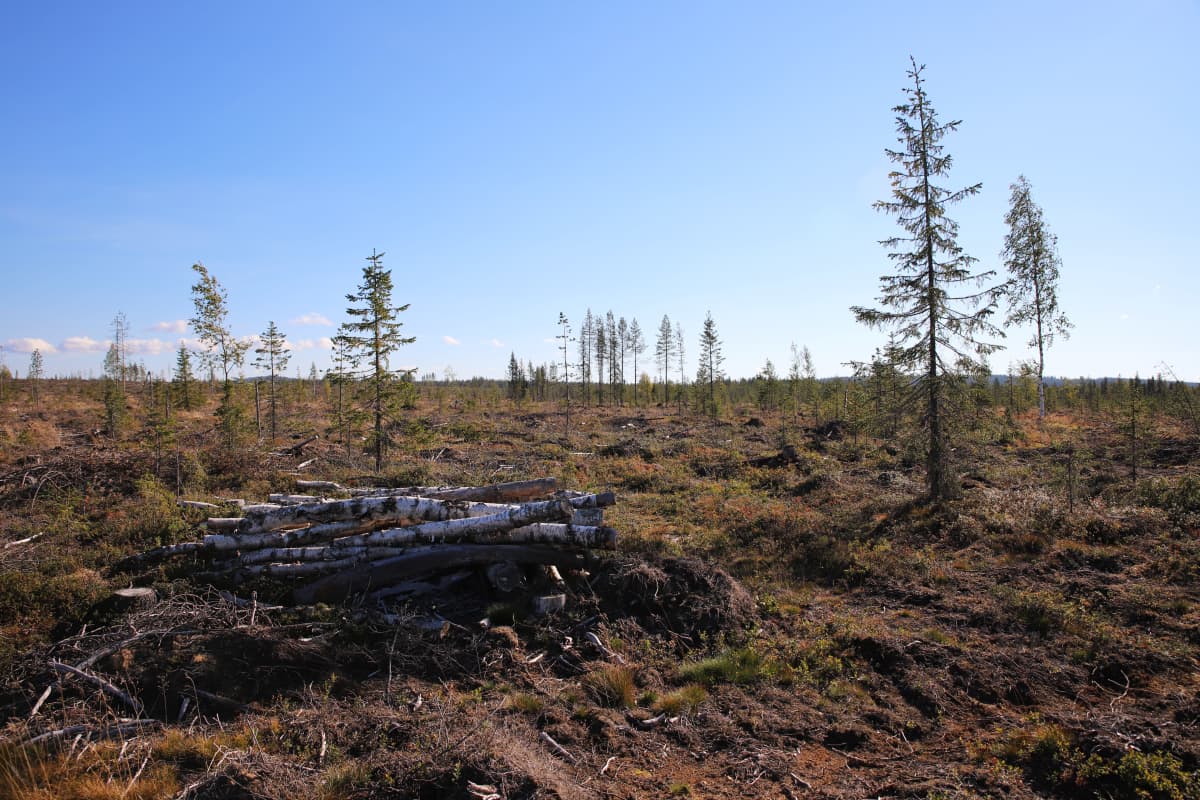 Hakkuu Savukosken Ruuvaojalla