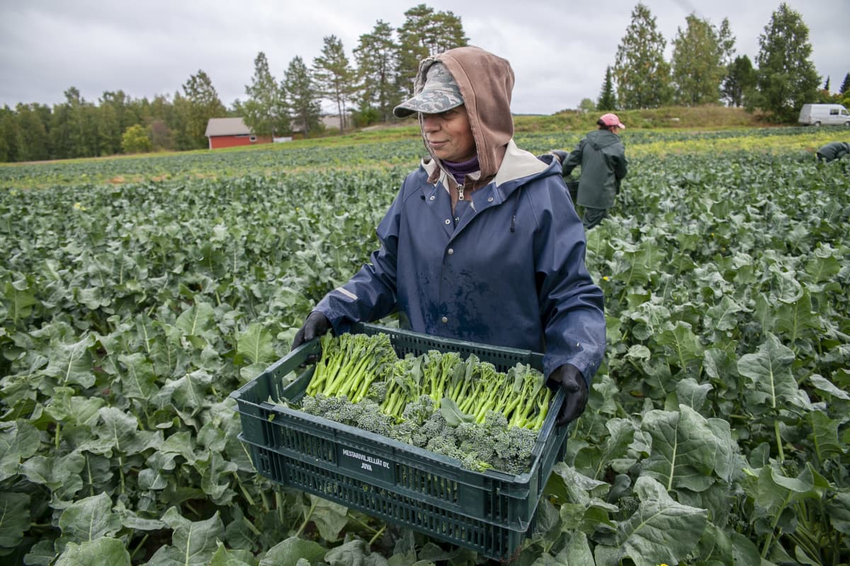 Bimi -nimellistä varsiparsakaalia vilejllään Leppävirroilla