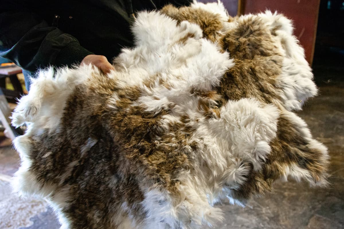 Kanin turkkeja Salakanrannan tilalla.