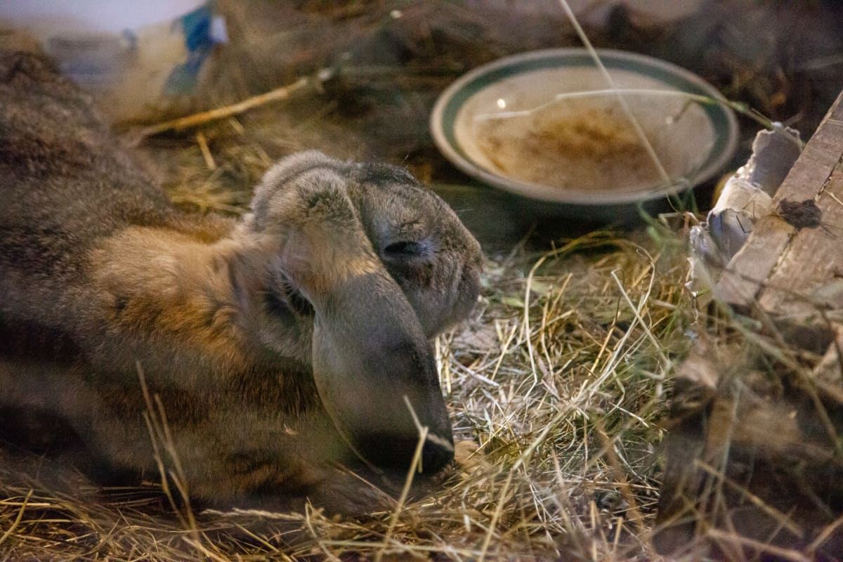 4-vuotias Rambo-kani on Salakanrannan tilan vanhin ja eläkevirassa.
