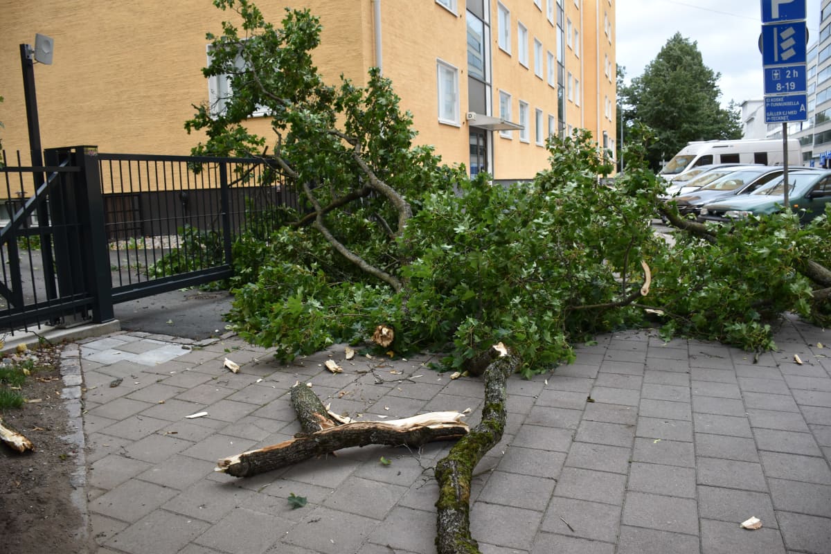 Jalkakäytävälle myrskyssä pudonnut puunoksa.