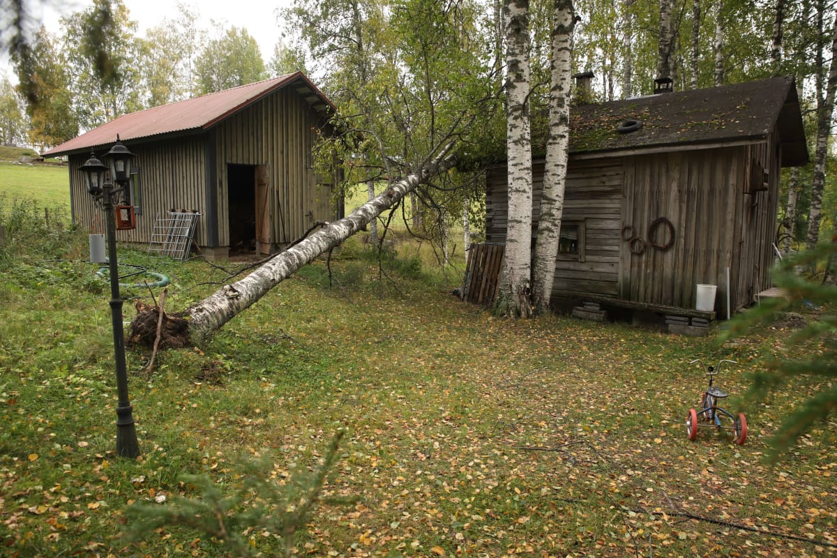 Koivu on kaatunut rantasaunan päälle.
