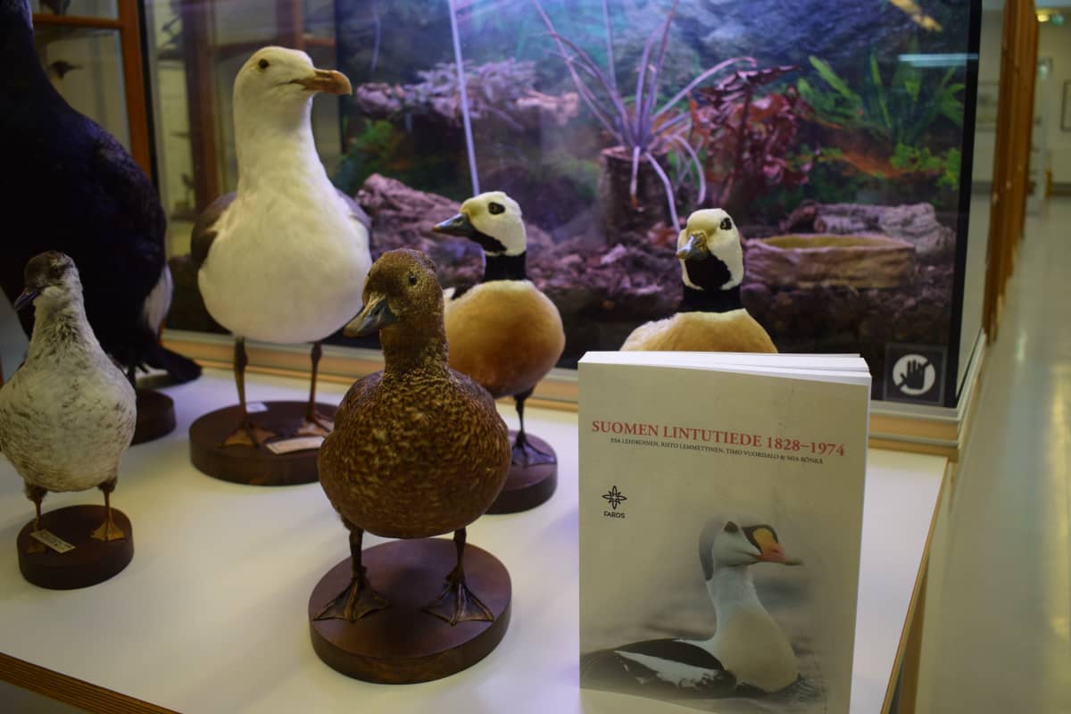 Turun yliopiston eläinmuseon lintuja pöydällä ja lintutiede kirja