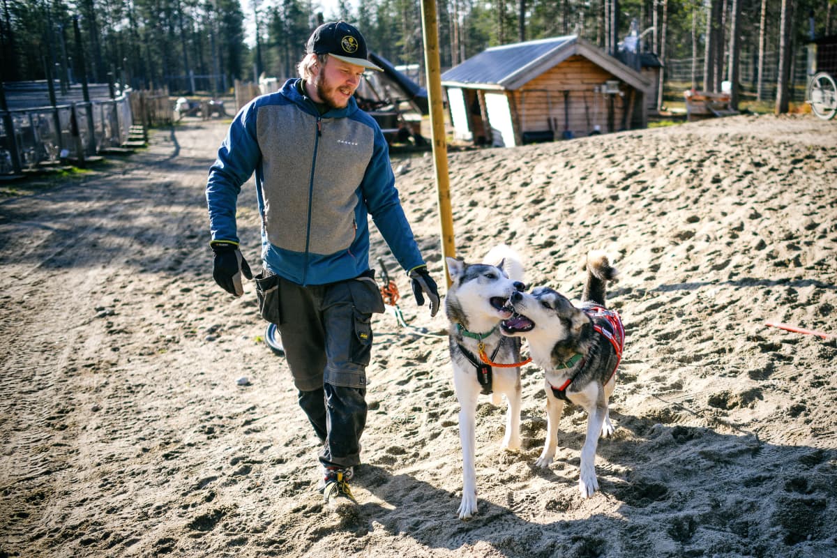 Rekikoiraopas Esa Pahkala on muoniolaisilla koiratarhalla viemässä kahta valjastettua rekikoiraa vetotreeneihin.