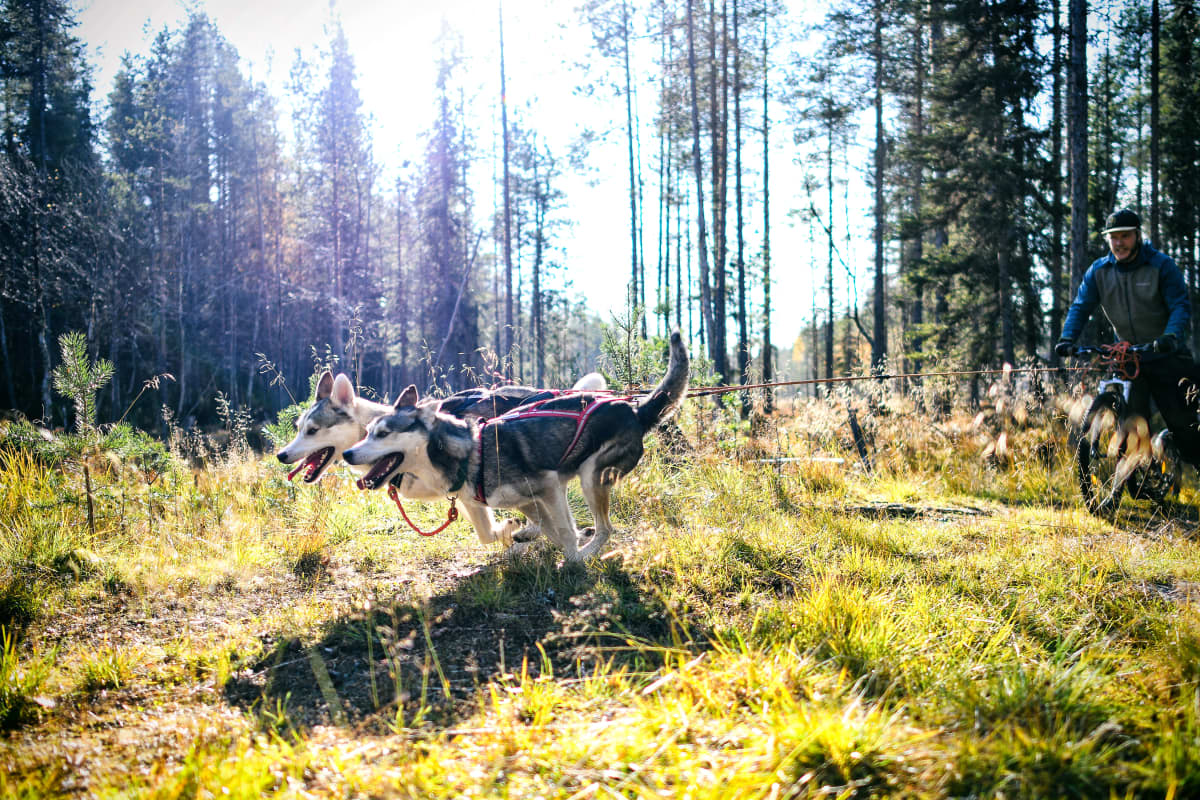 Kaksi huskya vetotreenissä syksyisessä metsässä. Koirat vetävät perässään potkupyörän kyydissä olevaa rekikoiraopasta Esa Pahkalaa.