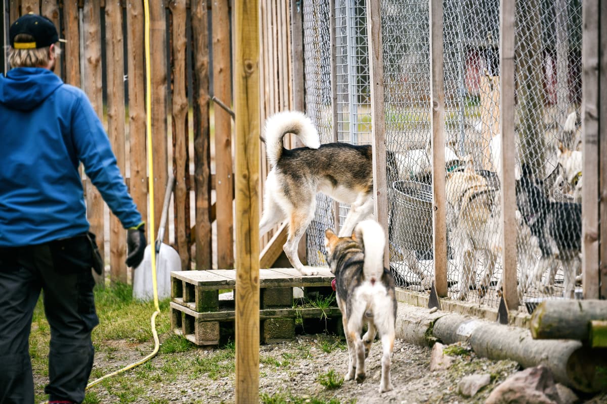 Huskyt koiratarhalla menevät itse häkkiin vetotreenin jälkeen.
