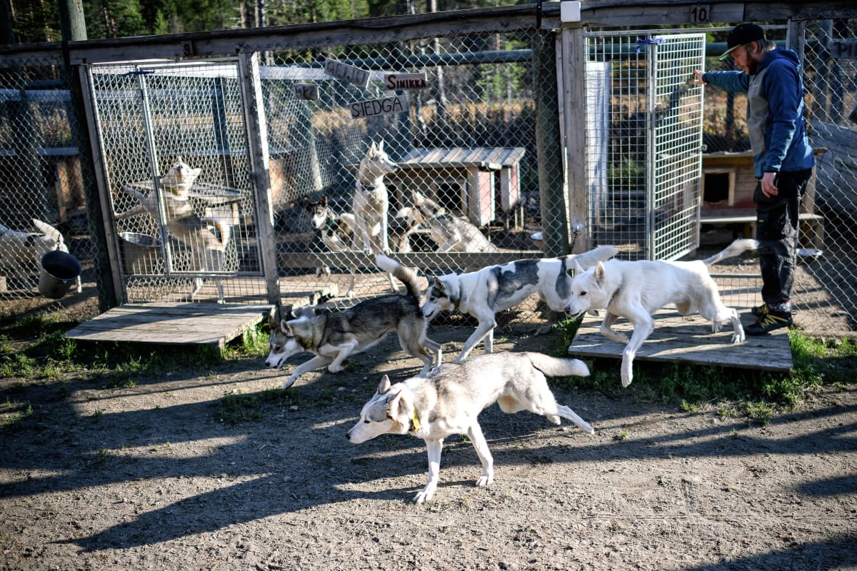 Rekikoirat juoksevat ulos häkistään jaloittelemaan pihamaalle.