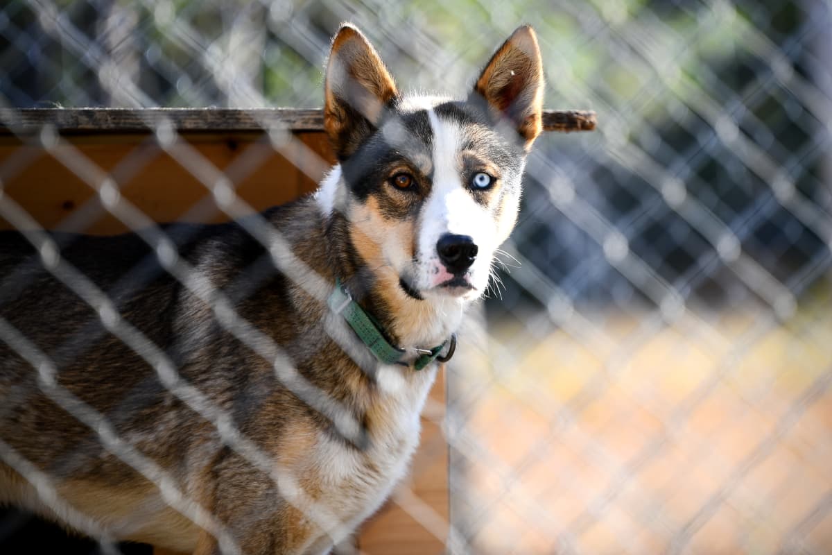 Alaskanhusky koiratarhalla häkissään.
