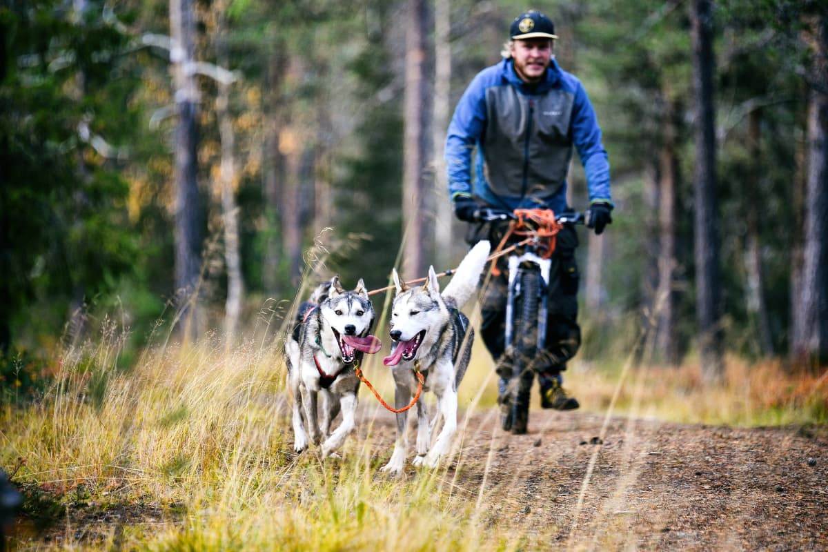 Kaksi huskya vetotreenissä syksyisessä metsässä. Koirat vetävät perässään potkupyörän kyydissä olevaa rekikoiraopasta Esa Pahkalaa.