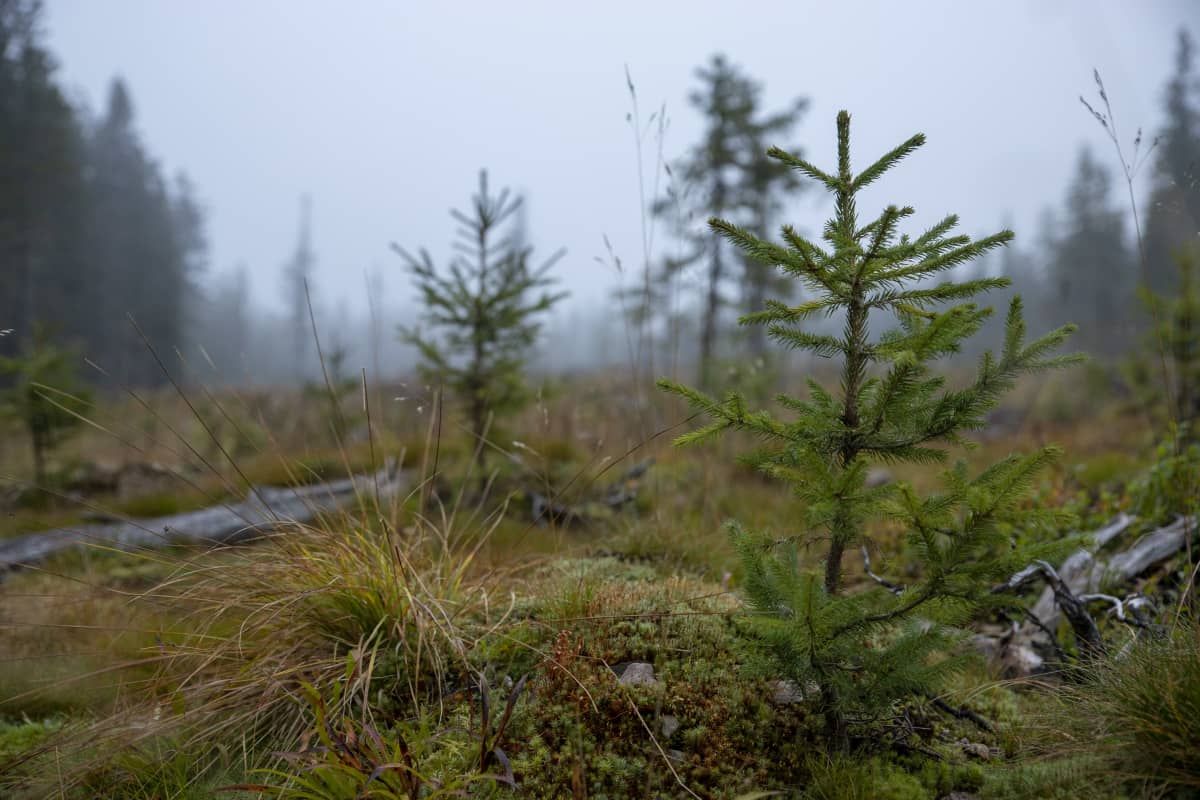 Taimia hekkuuaukealla.