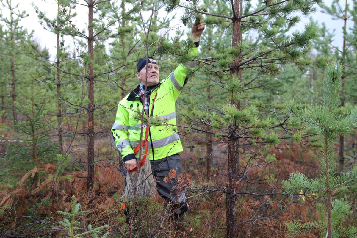 Juha Kinnunen poimii käpyjä Metsähallituksen keräyksessä lokakuussa 2020