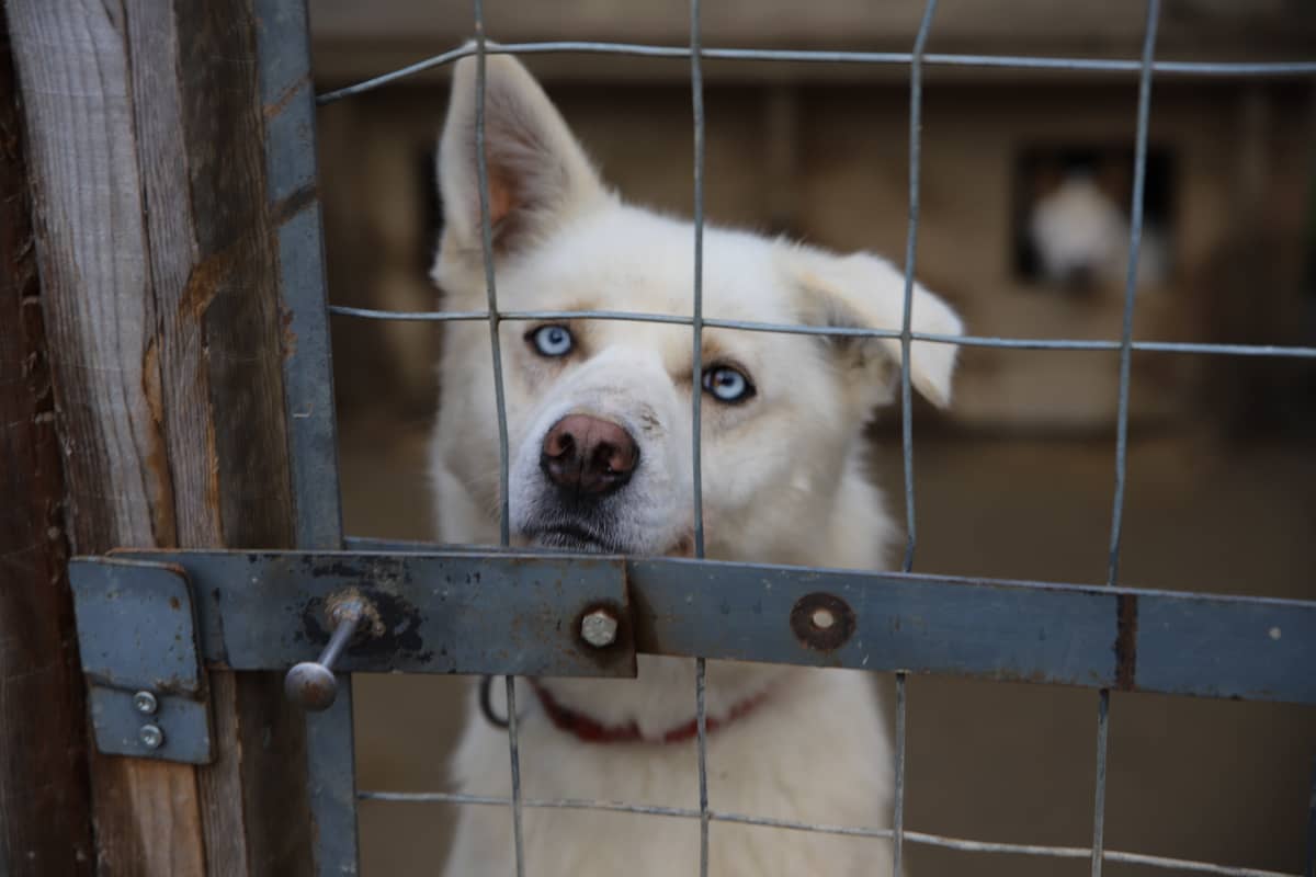 husky nimeltä Wendy Arctic Husky Farmilla Pelkosenniemellä
