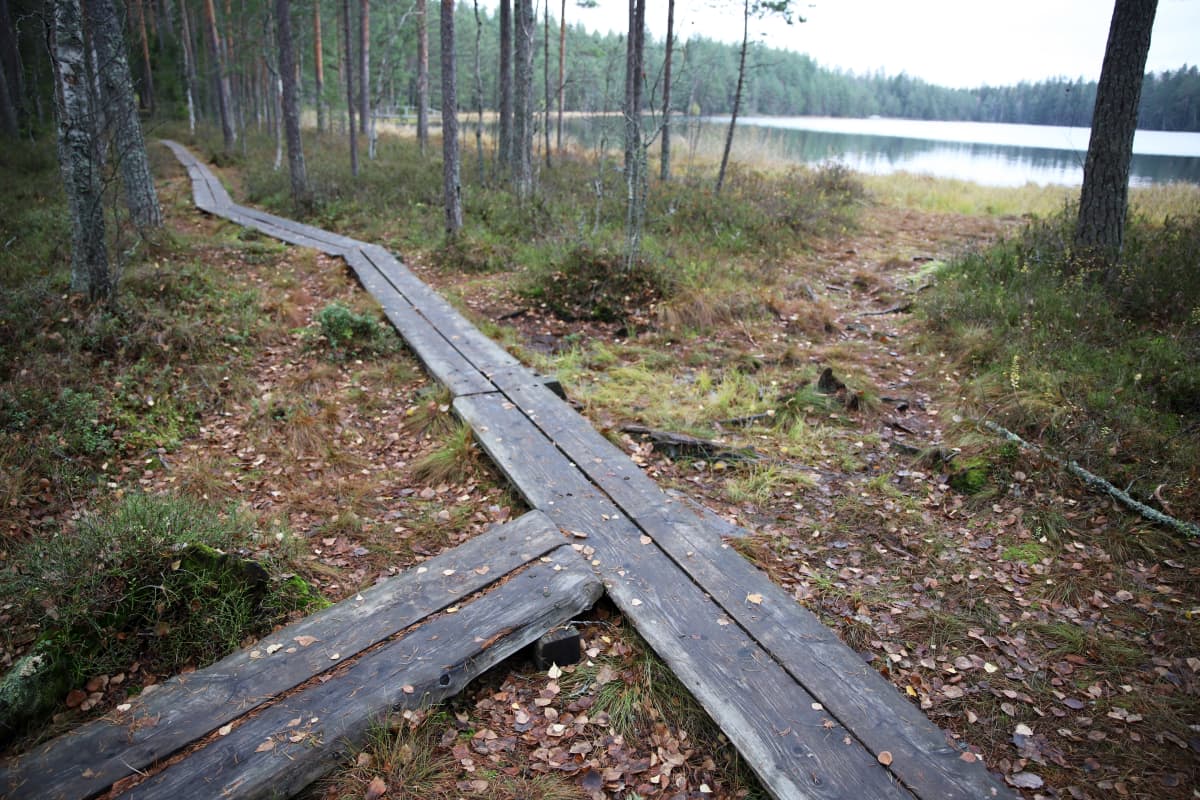 Pitköspuut Kouvolan Kalalammen luontopolulla