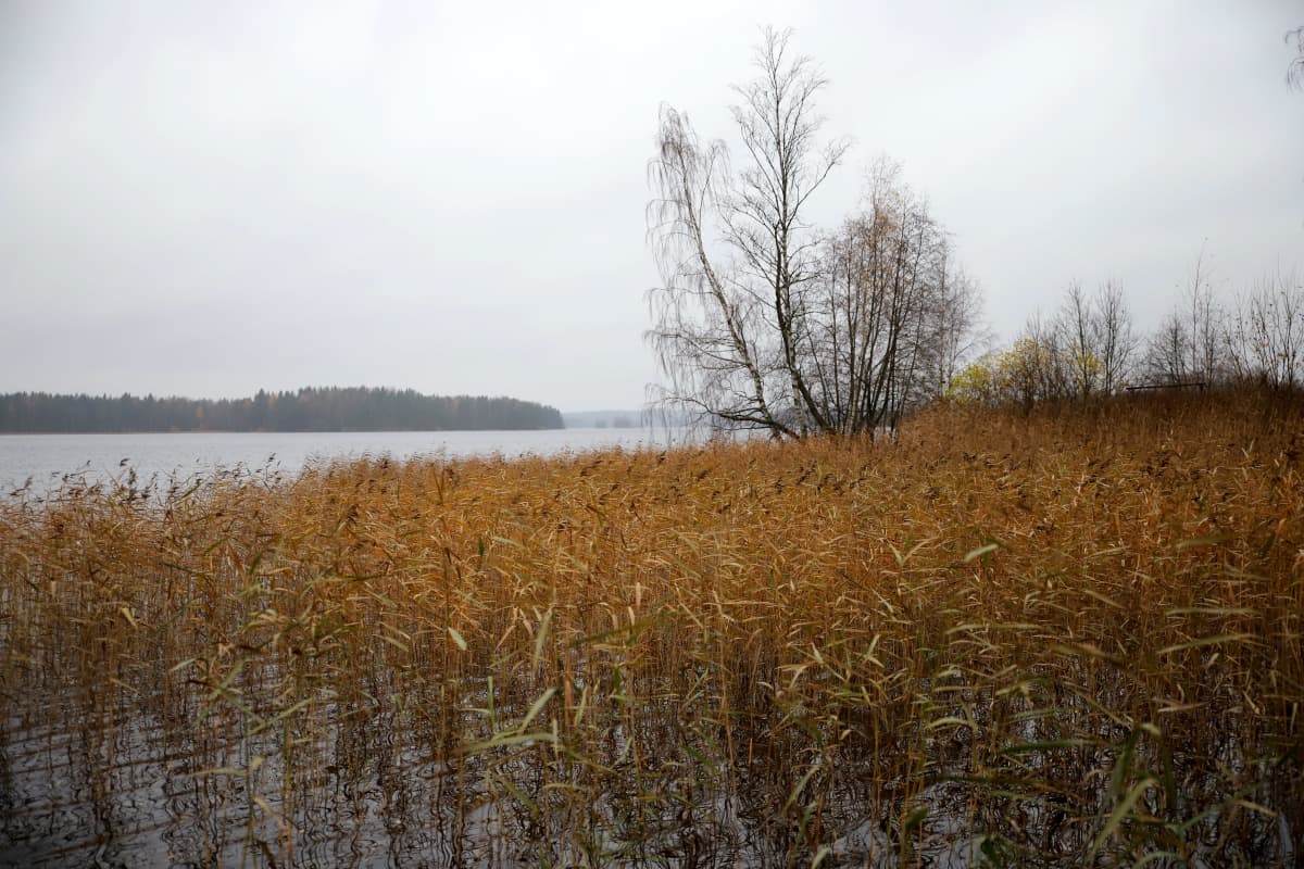 Rantamaisema missä runsaasti kaisloja, syksyinen harmaa sää