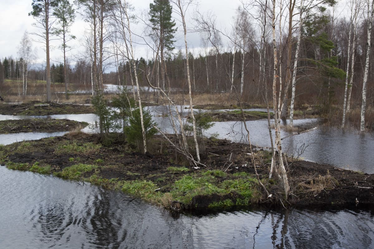 Lokaluoman kosteikko Kuivasjärven valuma-alueella Parkanossa
