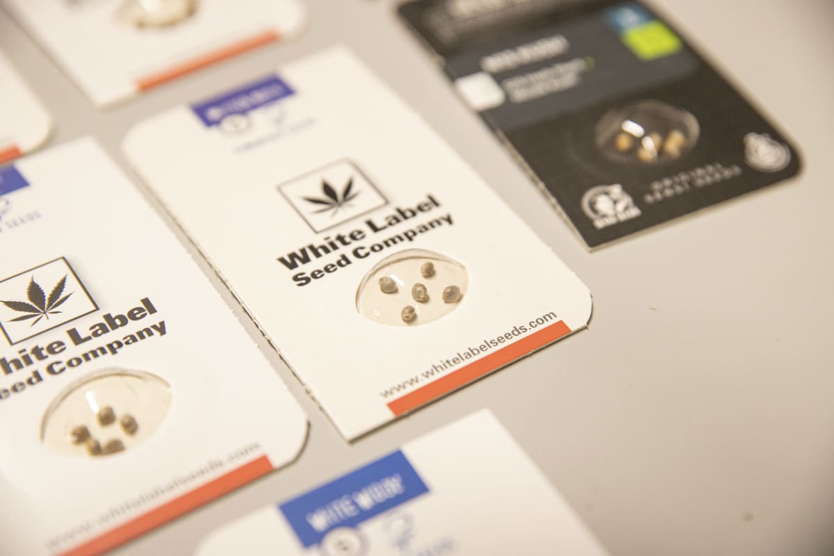 Kannabiksen siemeniä myyntipakkauksissa.