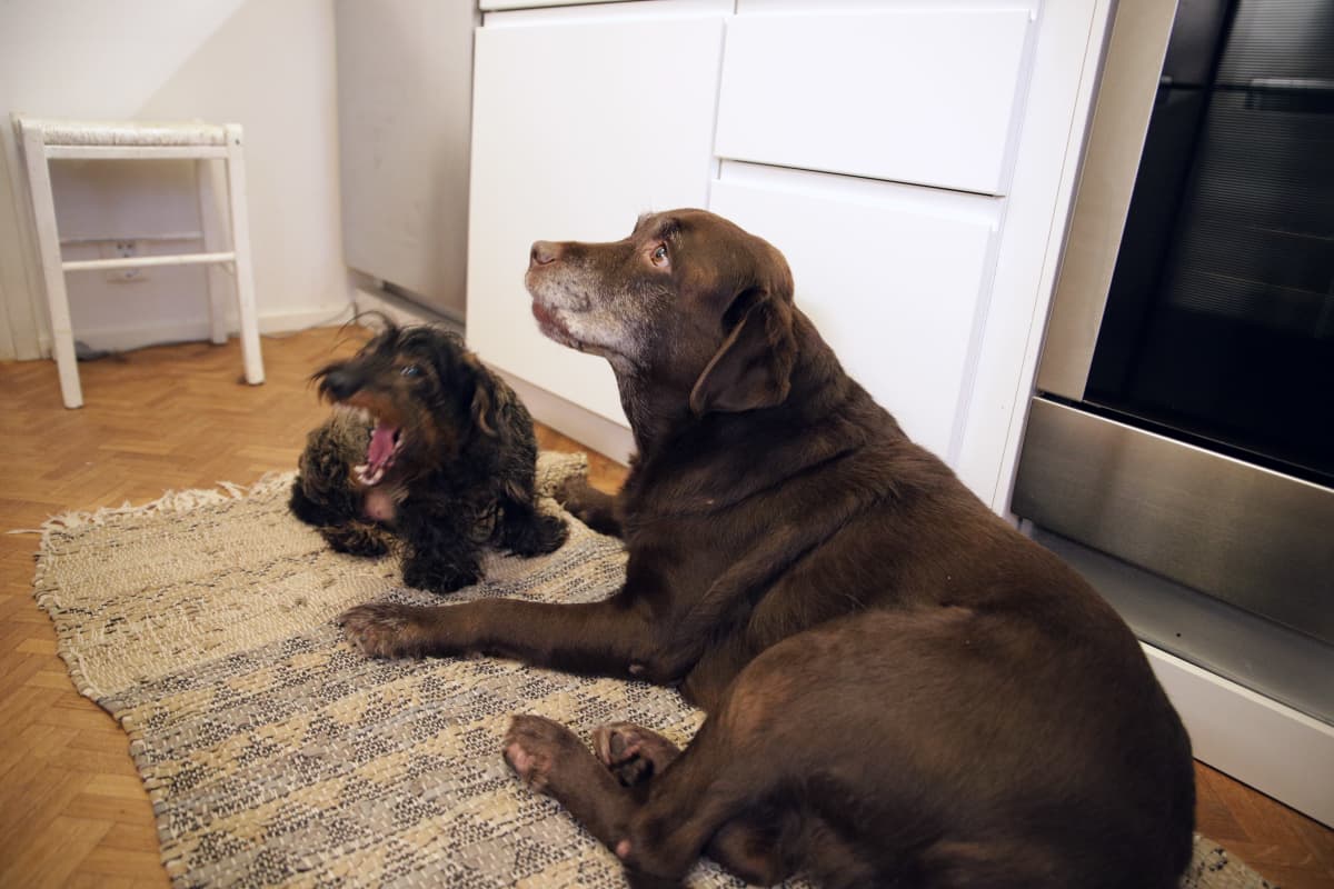 Karkeakarvainen mäyräkoira Luka ja labradorinoutaja Luna keittiön matolla.