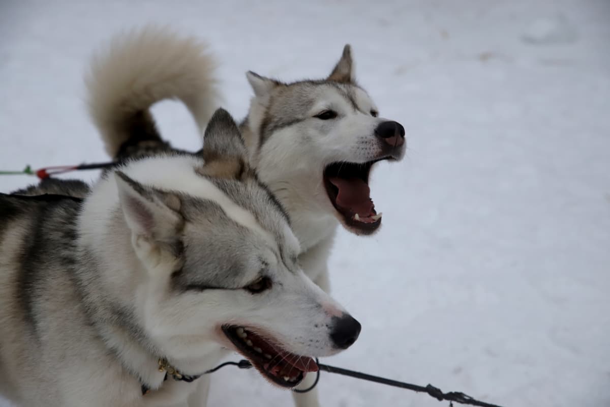 Kaksi siperianhuskya innokkaina vetämään valjakkoa