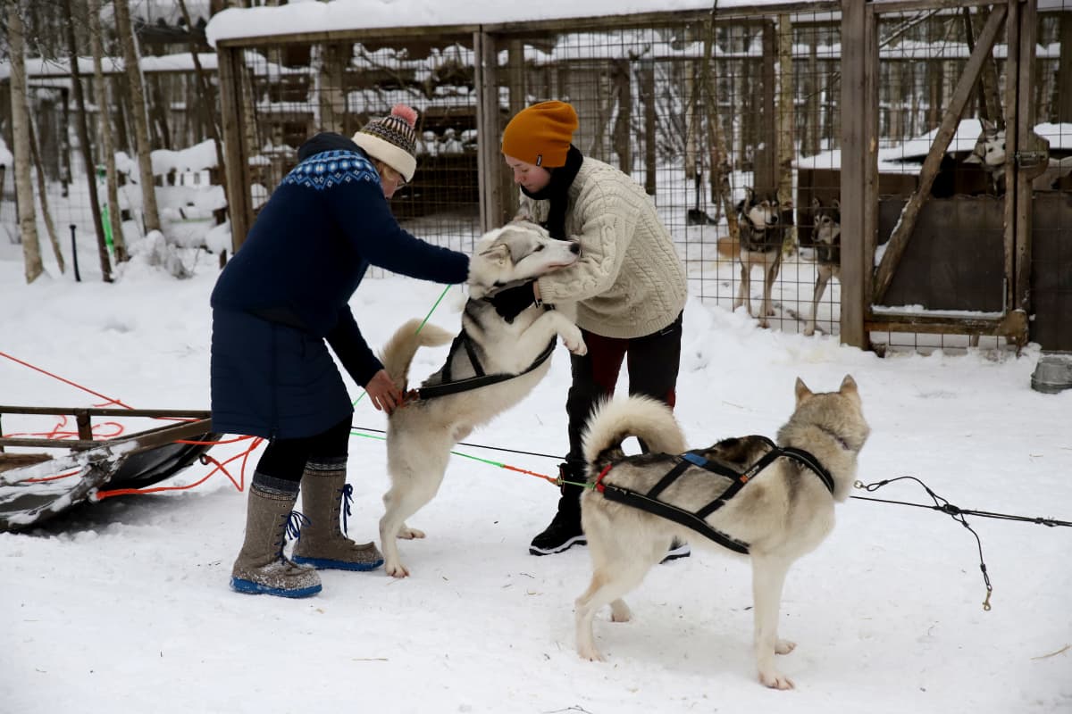 Huskikoiria laitetaan kiinni valjakon vetoon