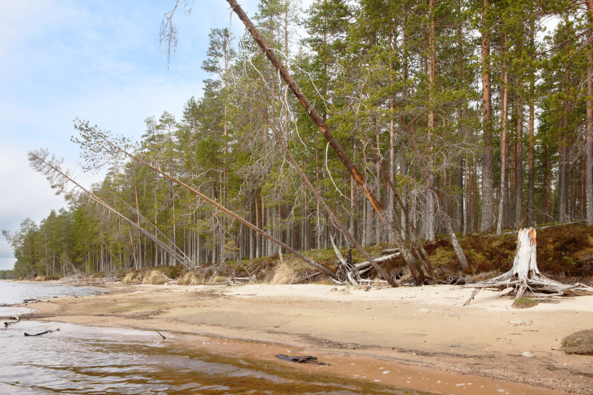 Niemenkangas Suomussalmen Vuokkijärvellä.