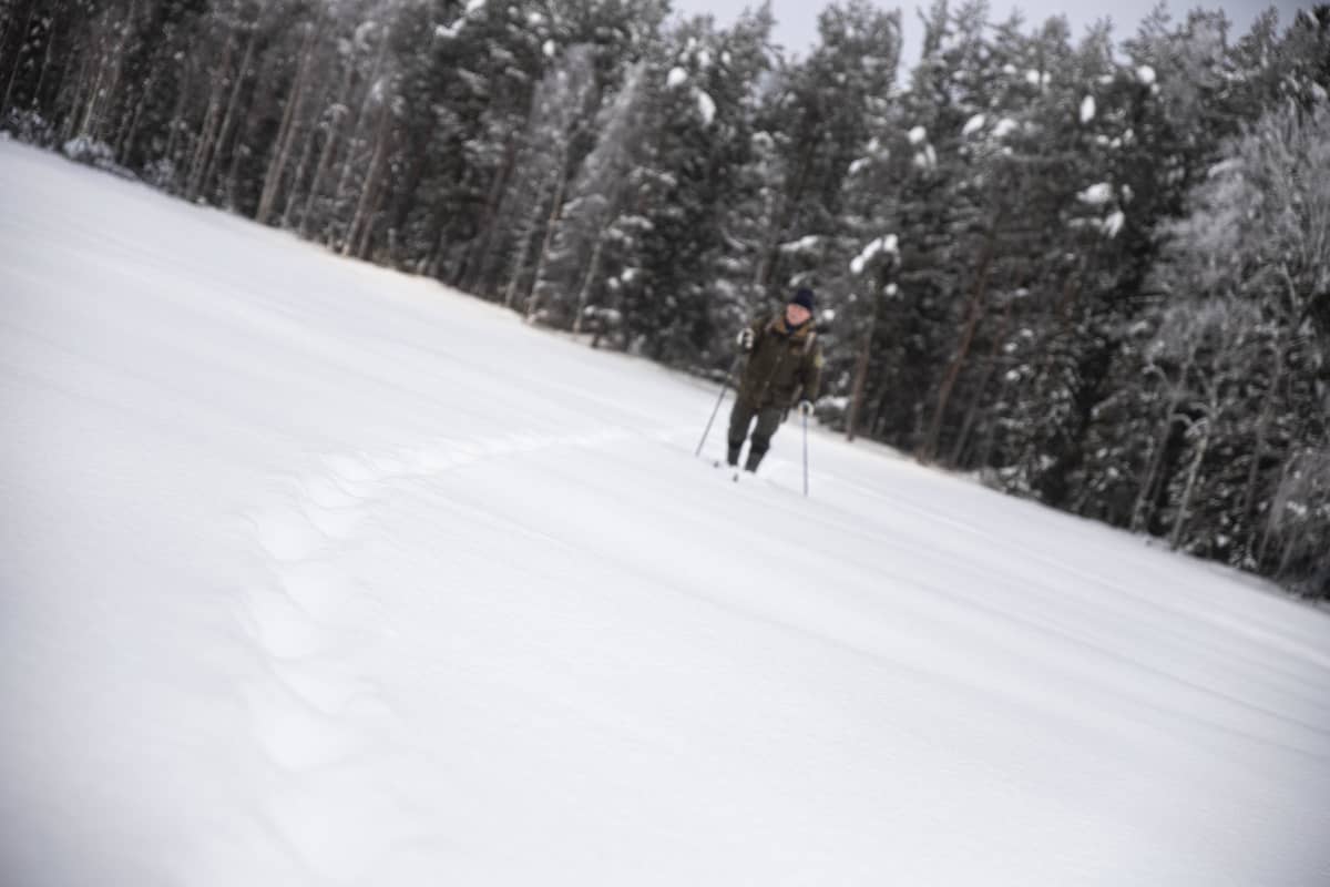 Mies seuraa sudenjälkiä suksillaan.
