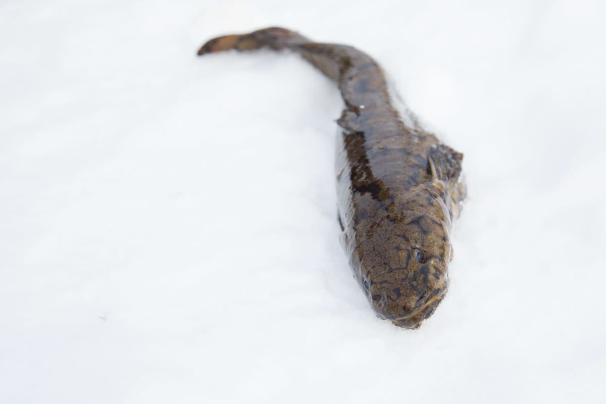 Petri Seppälä nostaa mateita sumpusta.