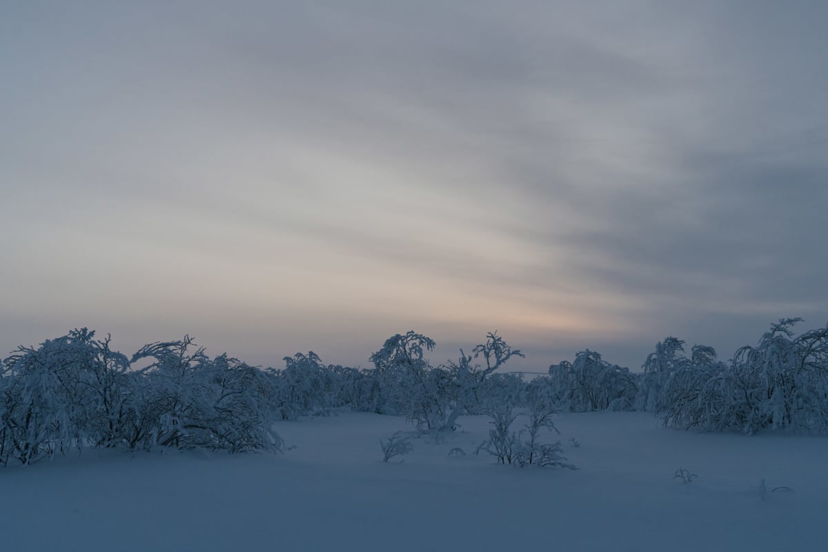 Lumisia vaivaiskoivuja Utsjoella.