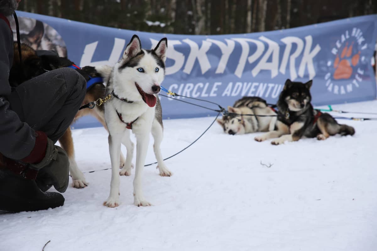 Husky-koiria Kotkan Hurukselassa.
