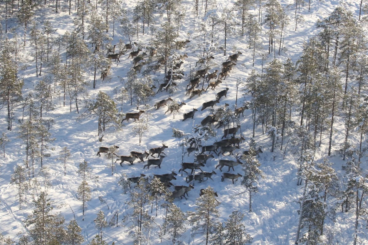 metsäpeuroja lumisessa maastossa