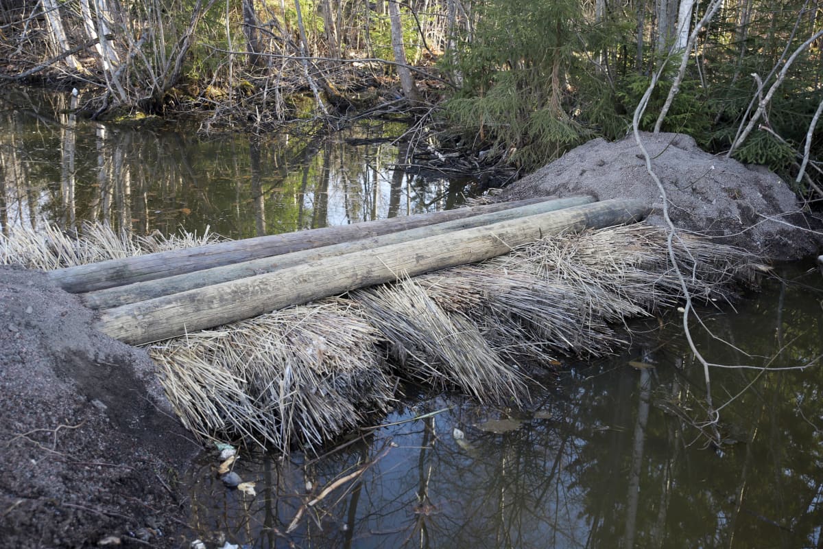 järviruokoja ladottu ojaan suodattamaan sulamisvesiä