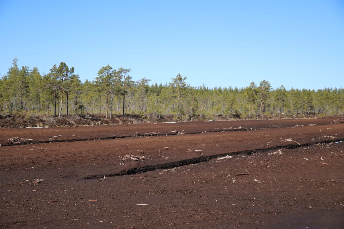 Turvetuotantoalue Jalasjärvellä. Soista metsää takana.