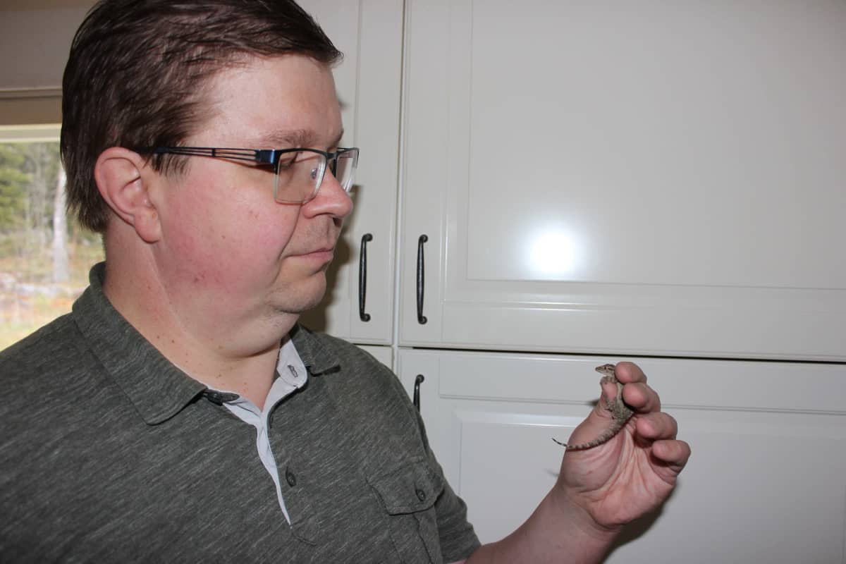 Herpetologi Joonas Gustafsson tarkastelee muurigekkoa.