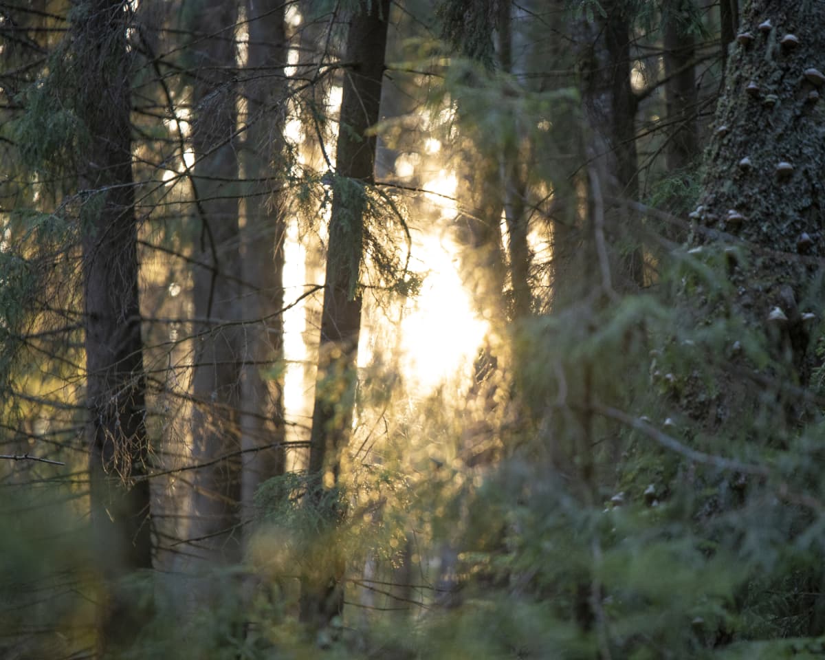 metsä aamuauringossa
