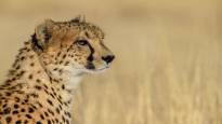 Video: Gepardi sai pentuja Intiassa ensimmäistä kertaa vuosikymmeniin