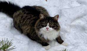 Kissojen epäillään saaneen salmonellatartuntoja pikkulinnuilta Pohjanmaalla