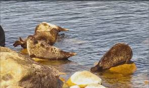 Saaristomeren norpat vaihtavat karvansa joukkokokoontumisissa – WWF avasi suositun norppaliven