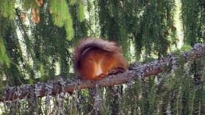 Orava puunoksalla