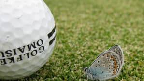 Sinisiipi golfpallon vieressä