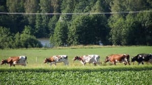 Lehmät pellolla