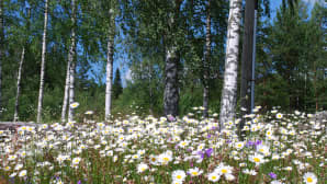 Päivänkakkaroita