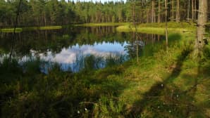 Metsälampi