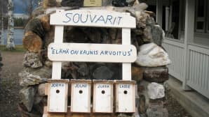 Souvareiden linnunpönttö-rivitalossa oli menneenä kesänä kirjosieppo rakentanut kotinsa Lassen rivariin.