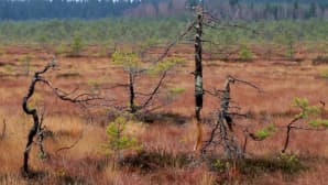 Ruskanäkymä Torronsuola Forssasta
