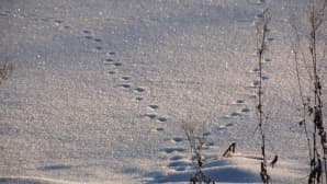 Jälkiä hangella Raitalammin jäällä