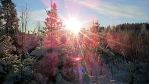 Aurinko puiden lomassa