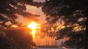 Aurinkoa puiden lomassa