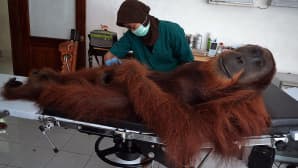 Sumatran orankien suojeluohjelman eläinlääkäri hoitaa ilmakiväärin ammuksista haavoittunutta urosorankia.