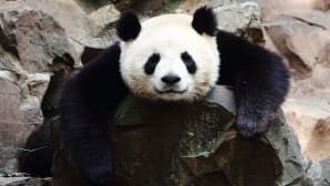 Panda nukkuu.