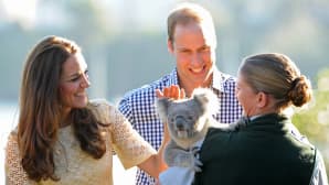 Prinssi William ja koalakarhu.
